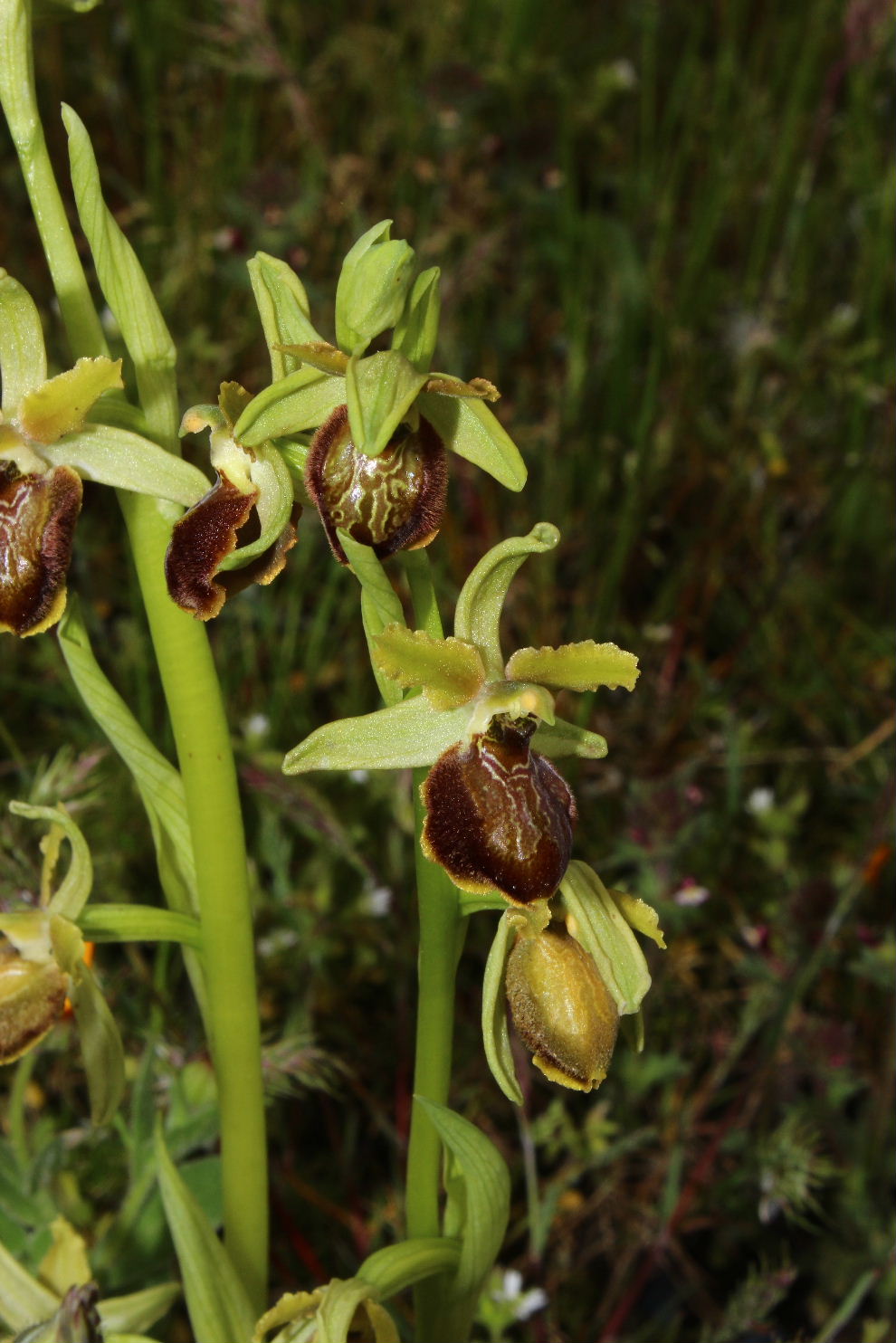 Ophrys da determinare ??